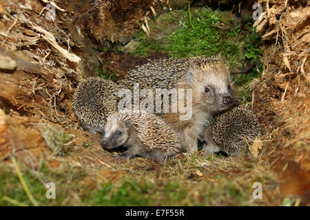 Unione riccio (Erinaceus europaeus) con giovani, 19 giorni, nel nido in un vecchio ceppo di albero, Algovia, Baviera, Germania Foto Stock