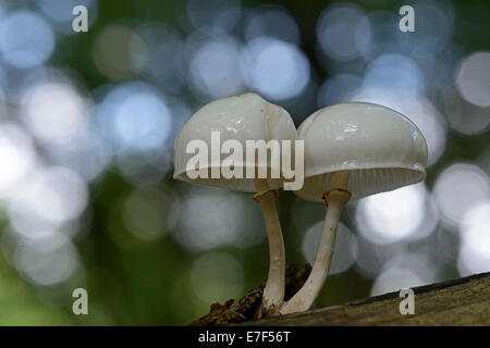 Fungo di porcellana (Oudemansiella mucida), Emsland, Bassa Sassonia, Germania Foto Stock