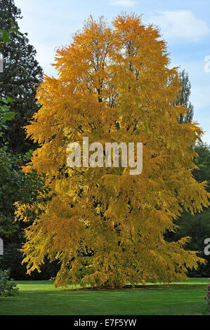 Katsura Tree (Cercidiphyllum japonicum) in colori autunnali, Mainau, Baden-Württemberg, Germania Foto Stock