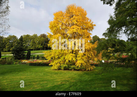 Katsura Tree (Cercidiphyllum japonicum) in colori autunnali, Mainau, Baden-Württemberg, Germania Foto Stock