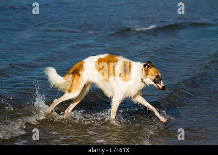 Cane o russo Wolfhound, corsa in mare, Toscana, Italia Foto Stock