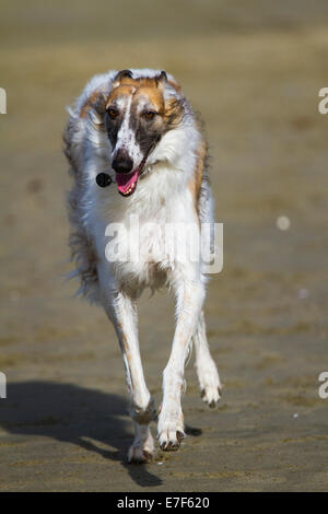 Cane o russo Wolfhound, corsa sulla spiaggia, Toscana, Italia Foto Stock