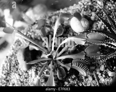 Venus flytrap (Dionaea muscipula) Foto Stock