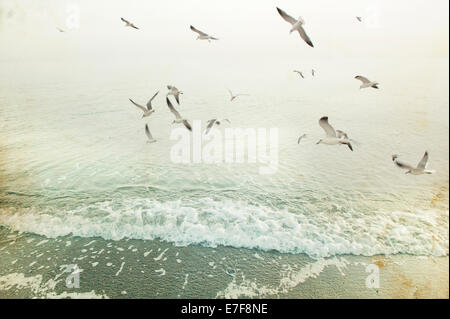 Uccelli in volo sulle onde sulla spiaggia Foto Stock