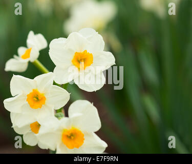Giunchiglie fiori close-up in giardino Foto Stock
