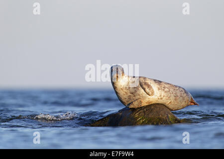 Guarnizione grigio (Halichoerus grypus) appoggiato sulla roccia, Mar Baltico. Foto Stock