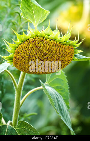 In prossimità di una coppia di semi di girasole Foto Stock