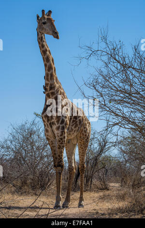 La giraffa bull guardando al lato contro un cielo blu Foto Stock