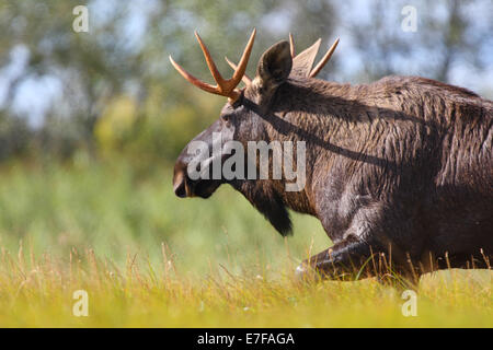 Bull Elk (Alces alces) nella mattina presto. Europa Foto Stock