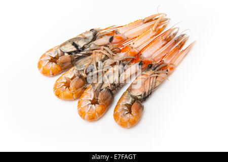 Langoustine (Nephrops norvegicus),la baia di Dublino gamberi o scampi isolato su un bianco di sfondo per studio. Foto Stock