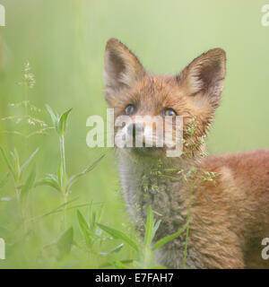 Red Fox kit (Vulpes vulpes vulpes) Foto Stock