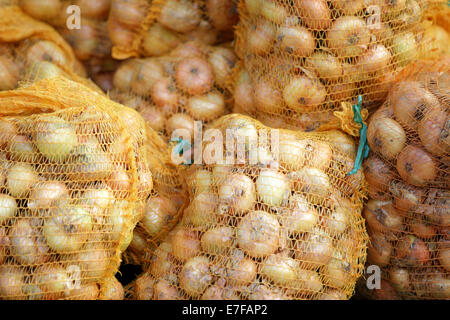 Cipolle organico in sacchetti di rete. Kallaste, Estonia Foto Stock