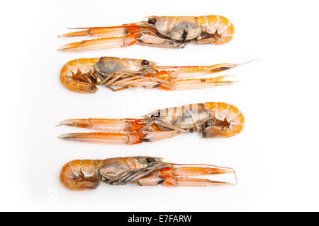 Langoustine (Nephrops norvegicus),la baia di Dublino gamberi o scampi isolato su un bianco di sfondo per studio. Foto Stock