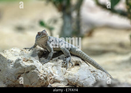 Big lizard su pietra closeup Foto Stock