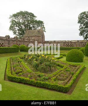 Formale elegante giardino murato con basse siepi di tasso di intricati disegni geometrici e giallo rose fiorite nello storico castello Edzell in Scozia Foto Stock