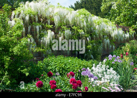 Confine misti supportata da un bianco Wisteria Floribunda crescente lungo una parete Foto Stock