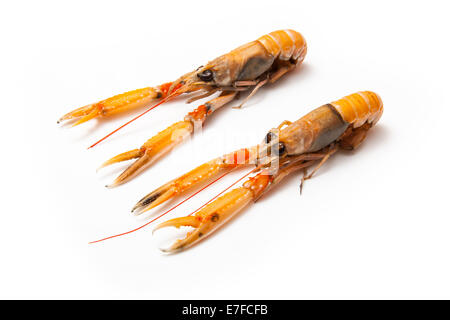 Langoustine (Nephrops norvegicus),la baia di Dublino gamberi o scampi isolato su un bianco di sfondo per studio. Foto Stock