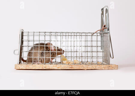 Mouse in un mousetrap Foto Stock