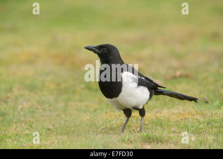 Comune o Eurasian Gazza (Pica pica) foraggio sul terreno Foto Stock