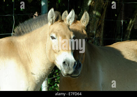 Cavallo di Przewalski o Dzungarian cavallo, è una rara e minacciata di sottospecie di cavallo selvatico (Equus ferus). Foto Stock