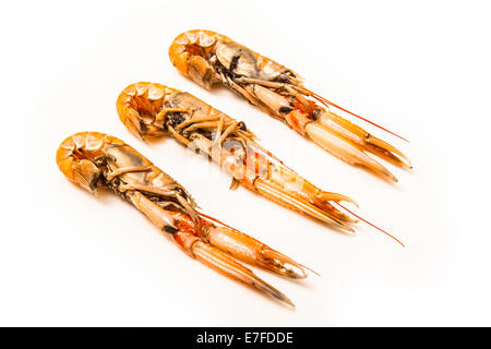 Langoustine (Nephrops norvegicus),la baia di Dublino gamberi o scampi isolato su un bianco di sfondo per studio. Foto Stock