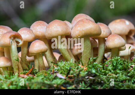 Una macro shot di zolfo ciuffo fungo, Hypholoma fasciculare, cresce nella foresta Mabie, Dumfries Scozia Scotland Foto Stock
