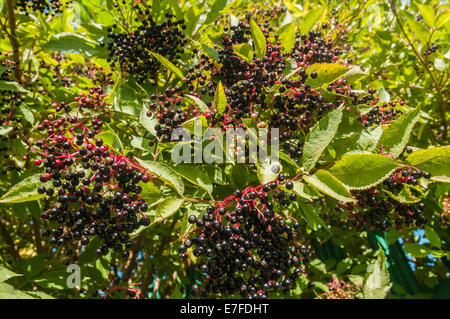 Sambuchi, Sambucus nigra, appesi dall'albero. Foto Stock