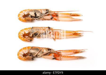 Langoustine (Nephrops norvegicus),la baia di Dublino gamberi o scampi isolato su un bianco di sfondo per studio. Foto Stock