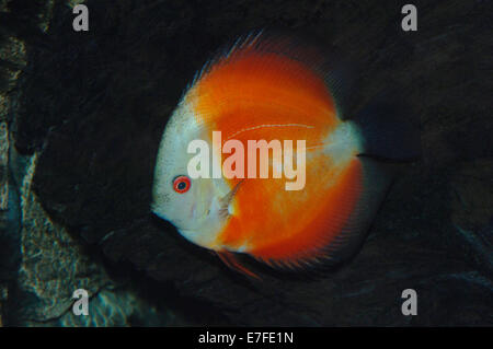 Rosso super melon discus pesci Foto Stock