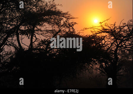 KwaZulu-Natal, Sud Africa, paesaggio, silhouette di alberi, golden glow atmosferica di sunrise su bush Africano, umore, sfondi Foto Stock