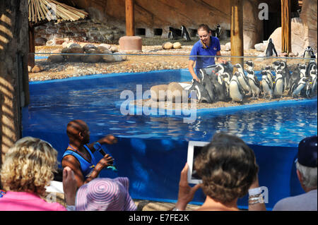 Durban, KwaZulu-Natal, in Sudafrica, ai turisti la visione di mangimi di Pinguini africani, Spheniscus denersus, dal gestore femmina, Ushaka Marine World Foto Stock