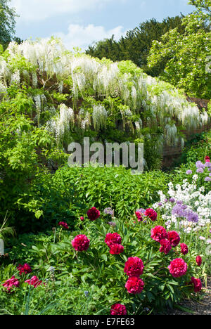 Confine misti supportata da un bianco Wisteria Floribunda crescente lungo una parete Foto Stock