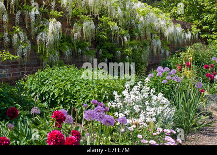 Confine misti supportata da un bianco Wisteria Floribunda crescente lungo una parete Foto Stock