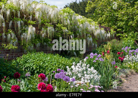 Confine misti supportata da un bianco Wisteria Floribunda crescente lungo una parete Foto Stock