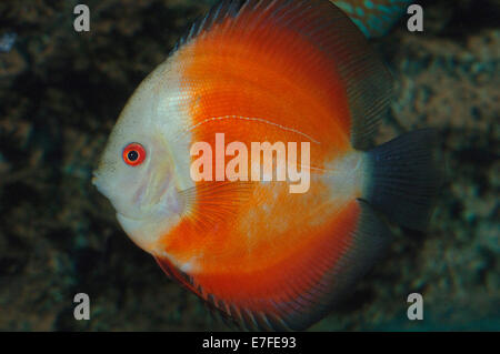 Rosso super melon discus pesci Foto Stock