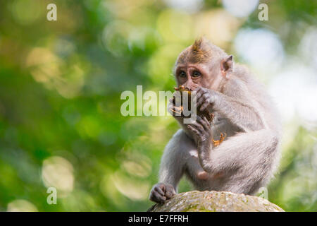 Una scimmia mantiene un occhio sui dintorni nella foresta delle scimmie, Ubud, Bali, Indonesia. Foto Stock