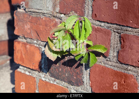 Giovani castagno cresce su un vecchio muro di mattoni Foto Stock