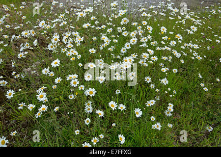 Fascia del comune di fiori di campo britannico - bianco oxeye margherite, Leucanthemum vulgare e verde smeraldo di fogliame Foto Stock