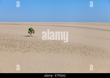 Impianto solitario nel deserto in una calda giornata di sole Foto Stock