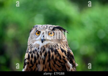 Eurasian o unione gufo reale Bubo bubo guarda attentamente Foto Stock