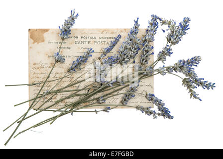 Secchi fiori di lavanda e vecchio post card isolato su sfondo bianco Foto Stock