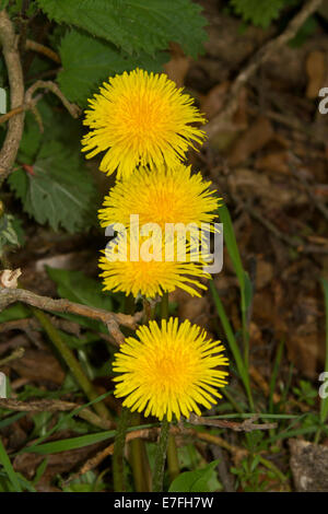 Cluster di colore giallo brillante e fiori di tarassaco, Taraxacum officinale, un comuni erbacce / fiori selvaggi, Foto Stock
