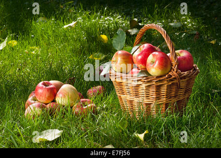 Rosso mele maturate con cesto in vimini in giardino Foto Stock