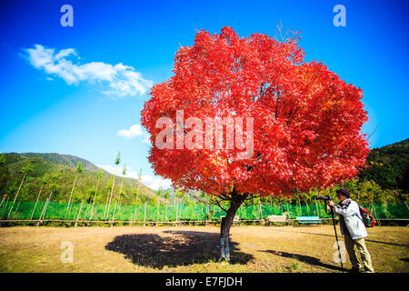 Kyoto, Jpana - Novembre 20, 2013: rosse foglie di acero in autunno per adv o altri usi Foto Stock