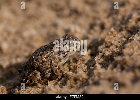 Natterjack toad (Epidalea calamita / Bufo calamita) capretti nella sabbia Foto Stock