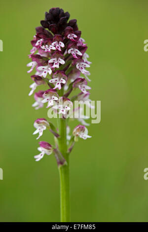 Bruciato-punta orchidea (Neotinea ustulata / Orchis ustulata) in fiore Foto Stock