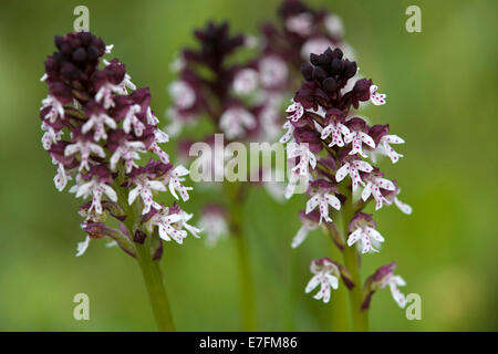 Bruciato-punta orchidee (Neotinea ustulata / Orchis ustulata) in fiore Foto Stock