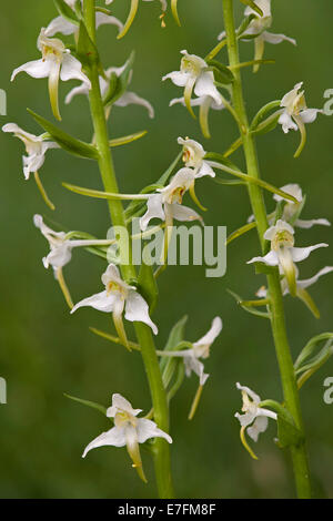 Minor Butterfly-ORCHIDEA (Platanthera bifolia) in fiore Foto Stock