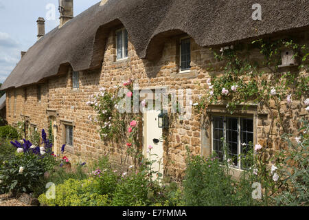 Ricoperto di Rose cotswold stone cottage con il tetto di paglia, grande Tew, Cotswolds, Oxfordshire, England, Regno Unito, Europa Foto Stock