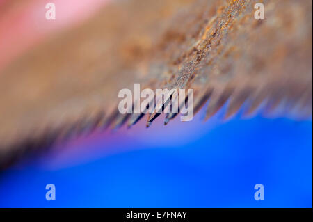 Macro micro vista di un vecchio legno i denti della lama fino in prossimità del fuoco selettivo Foto Stock